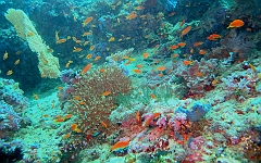 IMG_0295rf_Maldives_Madoogali_Plongee 2_Vihamaafaru_Jardin de corail